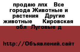 продаю лпх - Все города Животные и растения » Другие животные   . Кировская обл.,Луговые д.